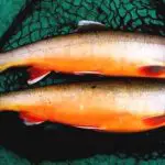 La truite : la nouvelle alternative au saumon ?