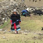 Le fromage qui change des vies au Pérou
