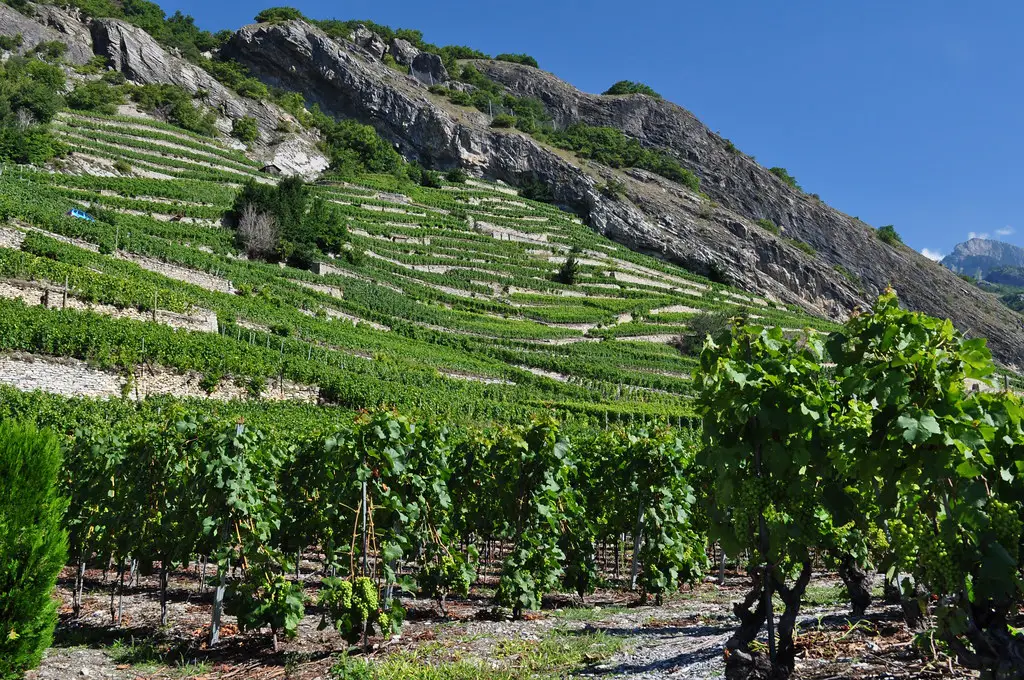 Les appellations des vins de la Vallée de Rhône